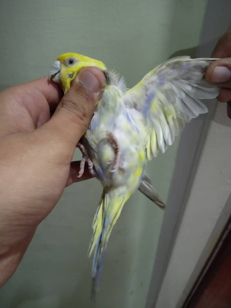 Violet Rainbow Budgie Pair 4