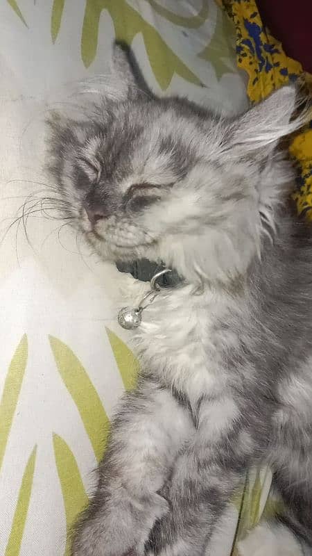 2 months old persian cat baby 2