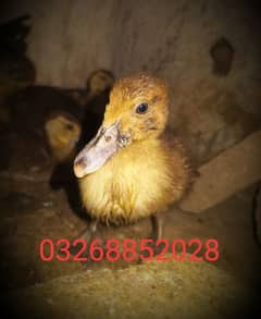 chicks of Muscovy duck