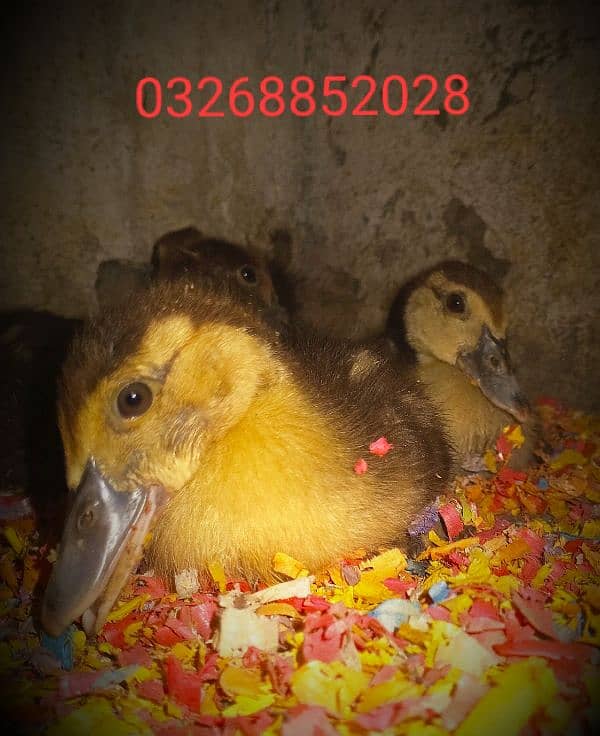 chicks of Muscovy duck 1