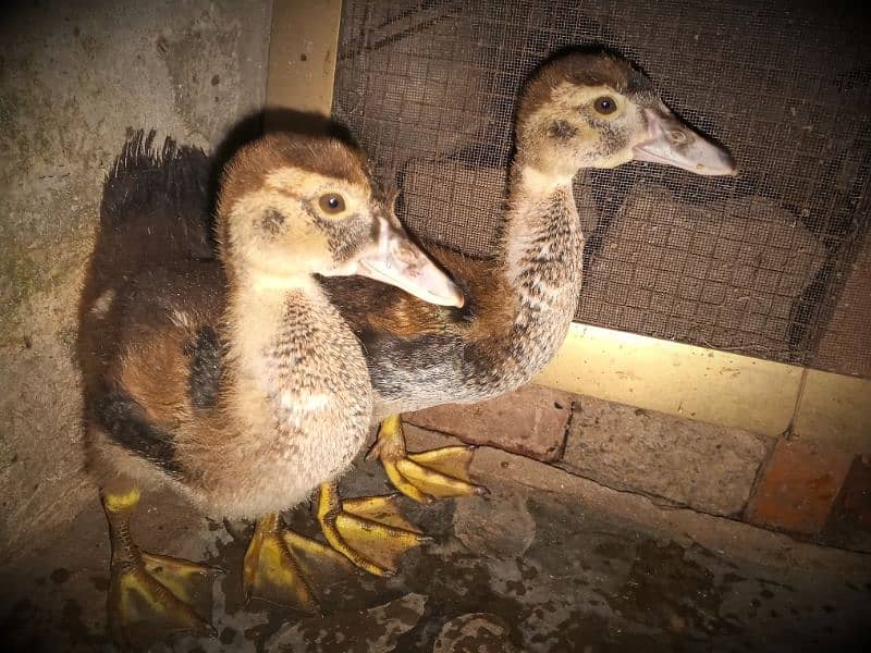 chicks of Muscovy duck 2