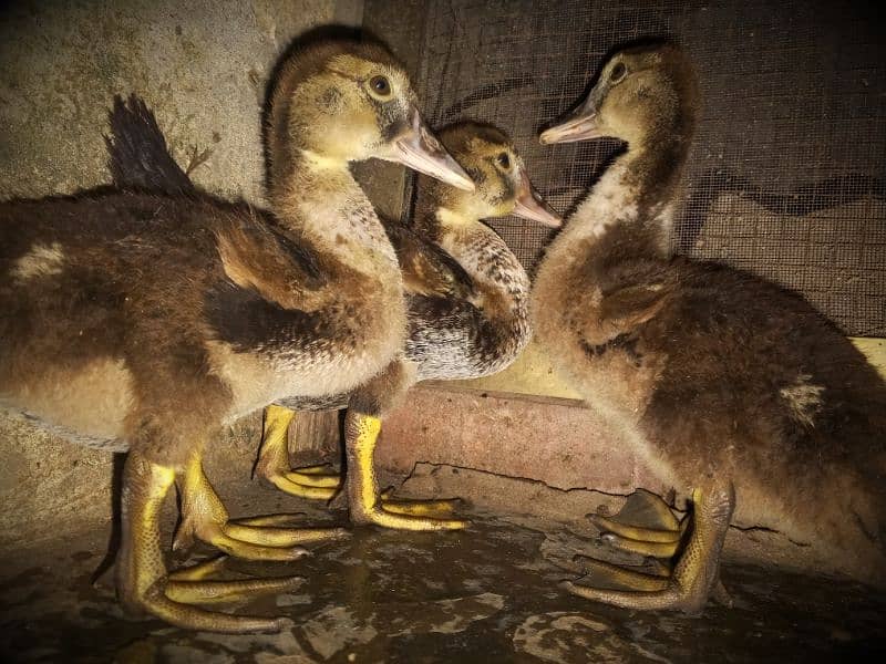 chicks of Muscovy duck 3