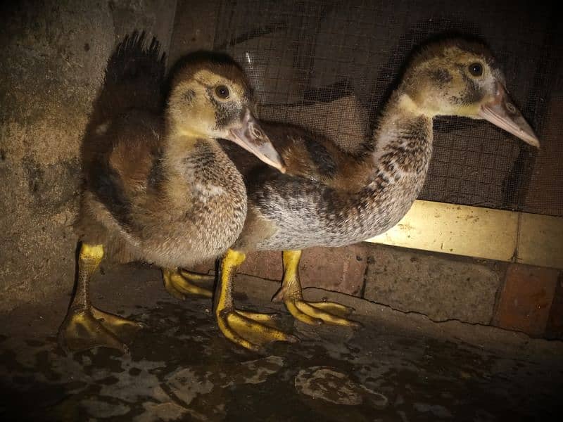 chicks of Muscovy duck 4