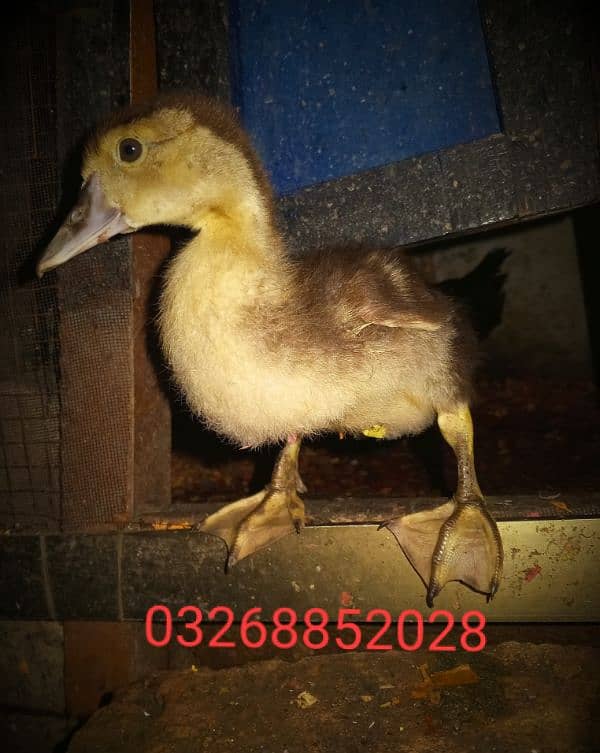 chicks of Muscovy duck 6