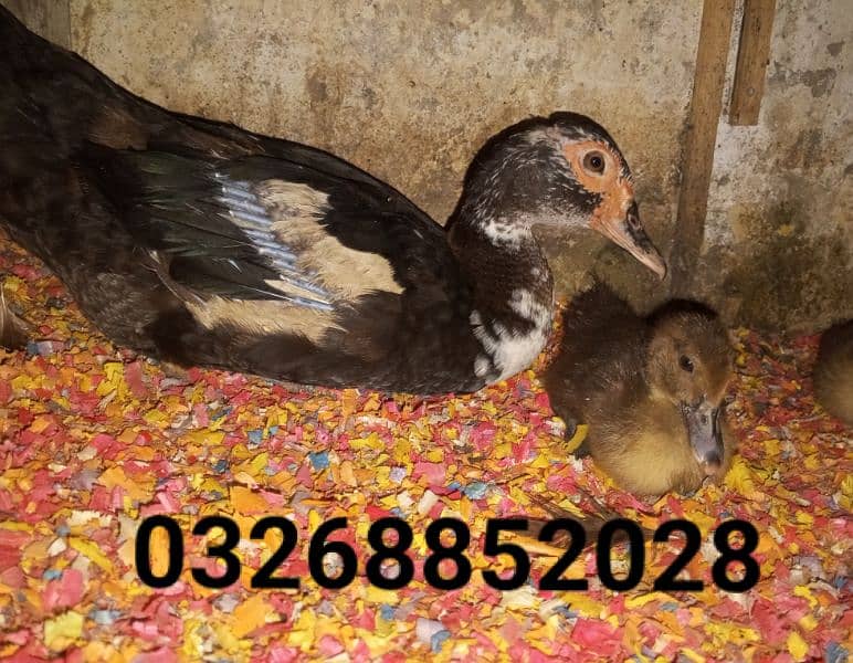 chicks of Muscovy duck 7