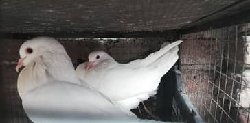 Pouter pigeon