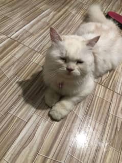 Ginger Fluffy pure  Percian cats(Cute Face Kittens) for sale RS)20000