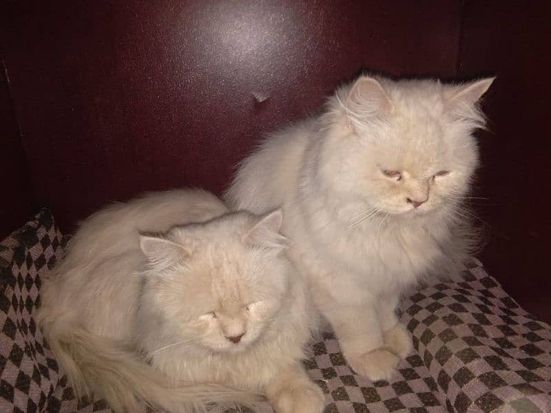 Ginger Fluffy pure  Percian cats(Cute Face Kittens) for sale RS)20000 6