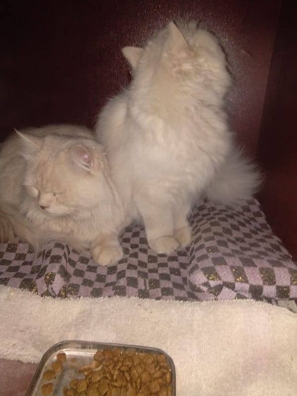 Ginger Fluffy pure  Percian cats(Cute Face Kittens) for sale RS)20000 7