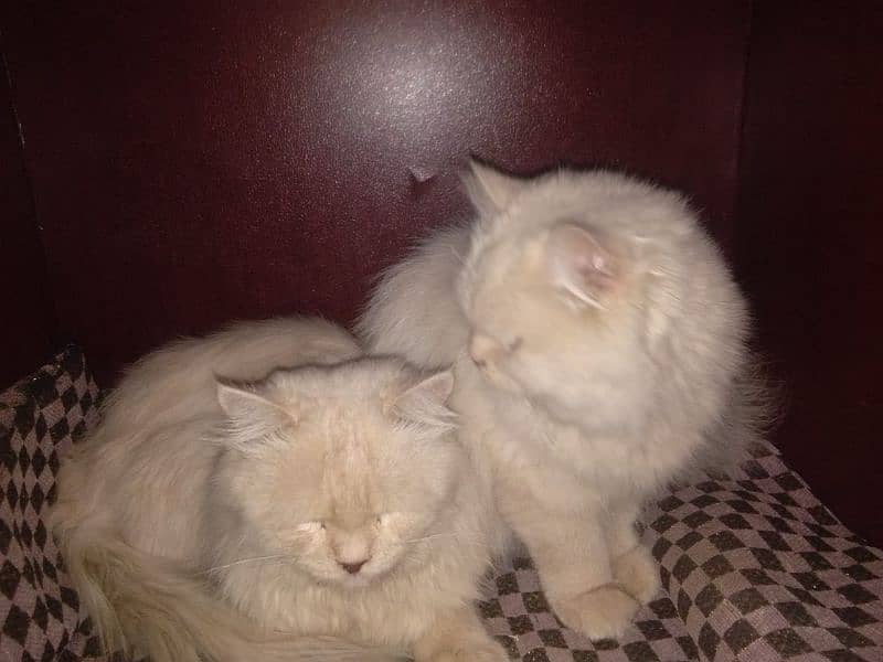 Ginger Fluffy pure  Percian cats(Cute Face Kittens) for sale RS)20000 8