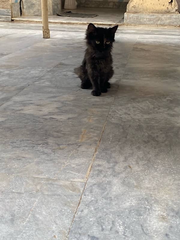 fluffy black kitten 3