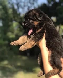 German shepherd puppies for sale / puppy / GSD pup / german shepherd