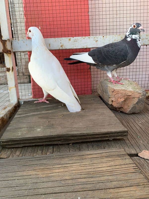 Qasid breeder pair for sale 1