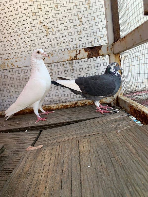 Qasid breeder pair for sale 2