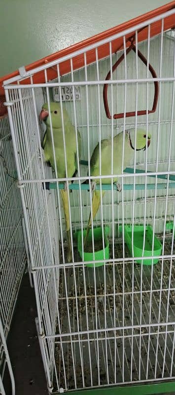 ringneck pair's 3