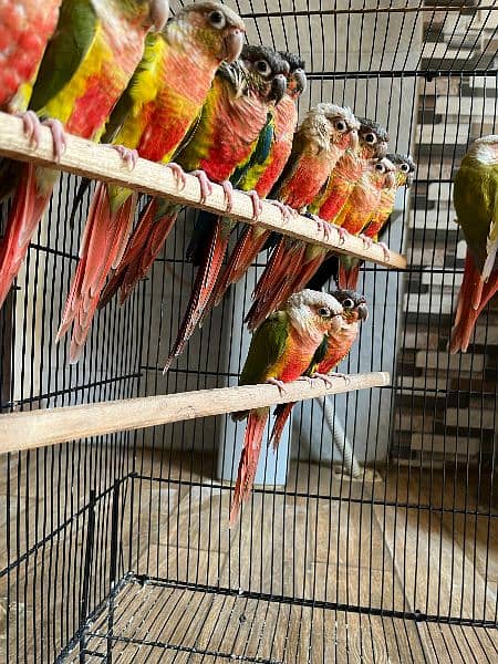 conures/Pineapple conures/yellow sided conures/red factor/ parrot 1