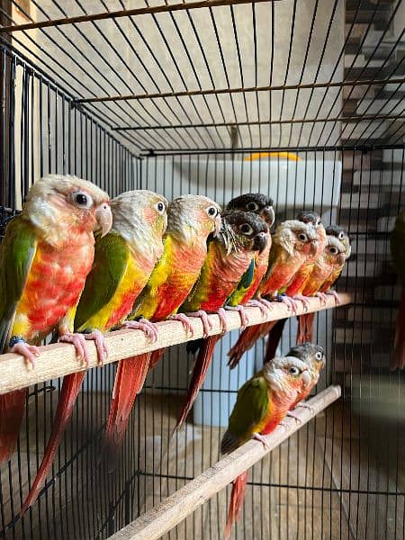 conures/Pineapple conures/yellow sided conures/red factor/ parrot 2