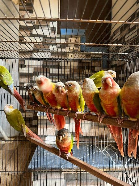 conures/Pineapple conures/yellow sided conures/red factor/ parrot 3