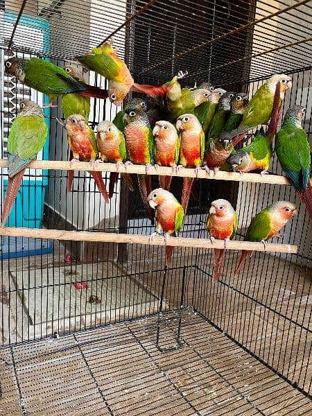 conures/Pineapple conures/yellow sided conures/red factor/ parrot 5