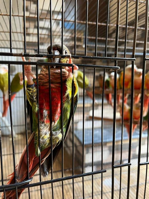 conures/pineapple conures/yellow sided conures/red factor/parrot 0