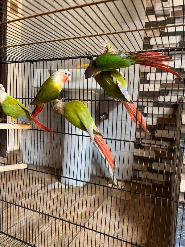 conures/pineapple conures/yellow sided conures/red factor/parrot 6