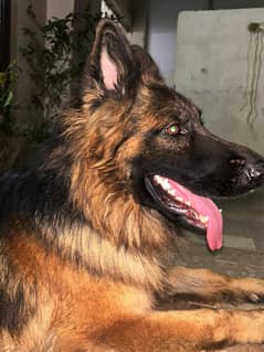 German Shepherd Male