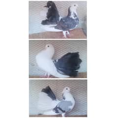 pigeon laka fantail fan tail blacktail black tail fancy kabootar bird