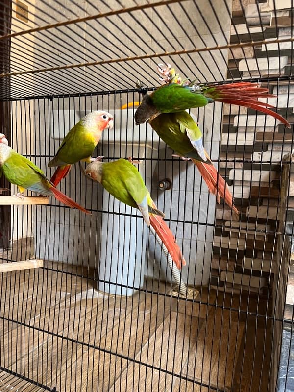 pineapple conure/ Yellow sided conure 0