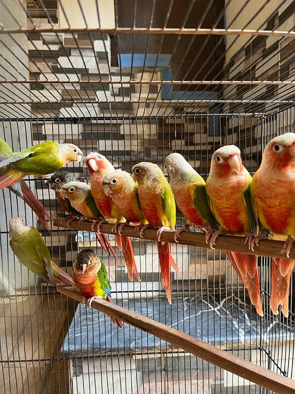 pineapple conure/ Yellow sided conure 4