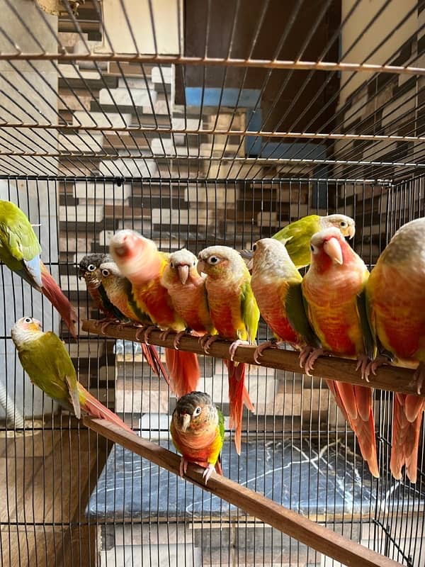 pineapple conure/ Yellow sided conure 5