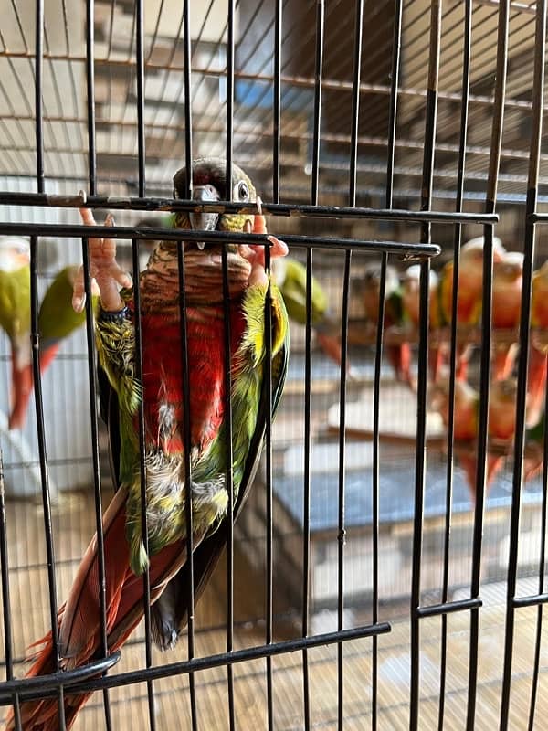 pineapple conure/ Yellow sided conure 9