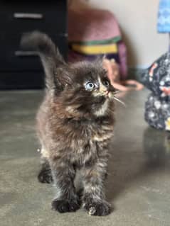 Persian punch face kitten available 0