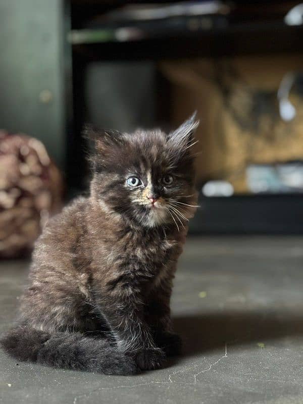 Persian punch face kitten available 2