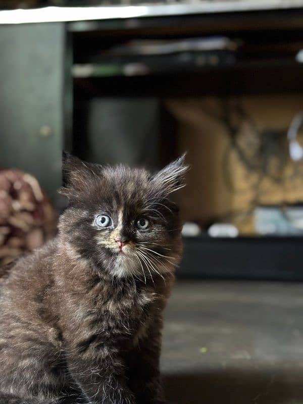 Persian punch face kitten available 3