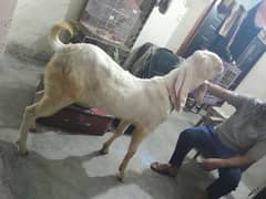 Rajanpuri Breader bakra for sale