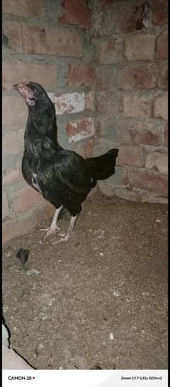 aseel hen for sale 0