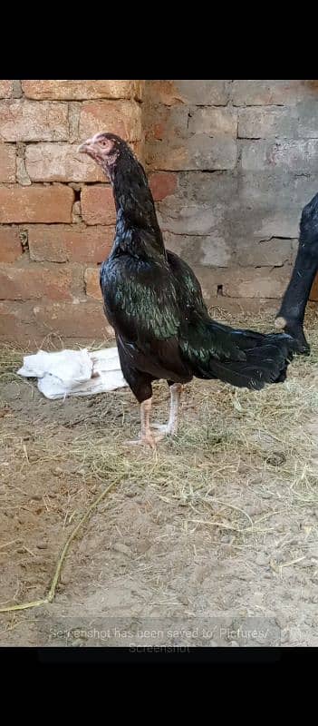 aseel hen for sale 1