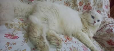 Persian cat