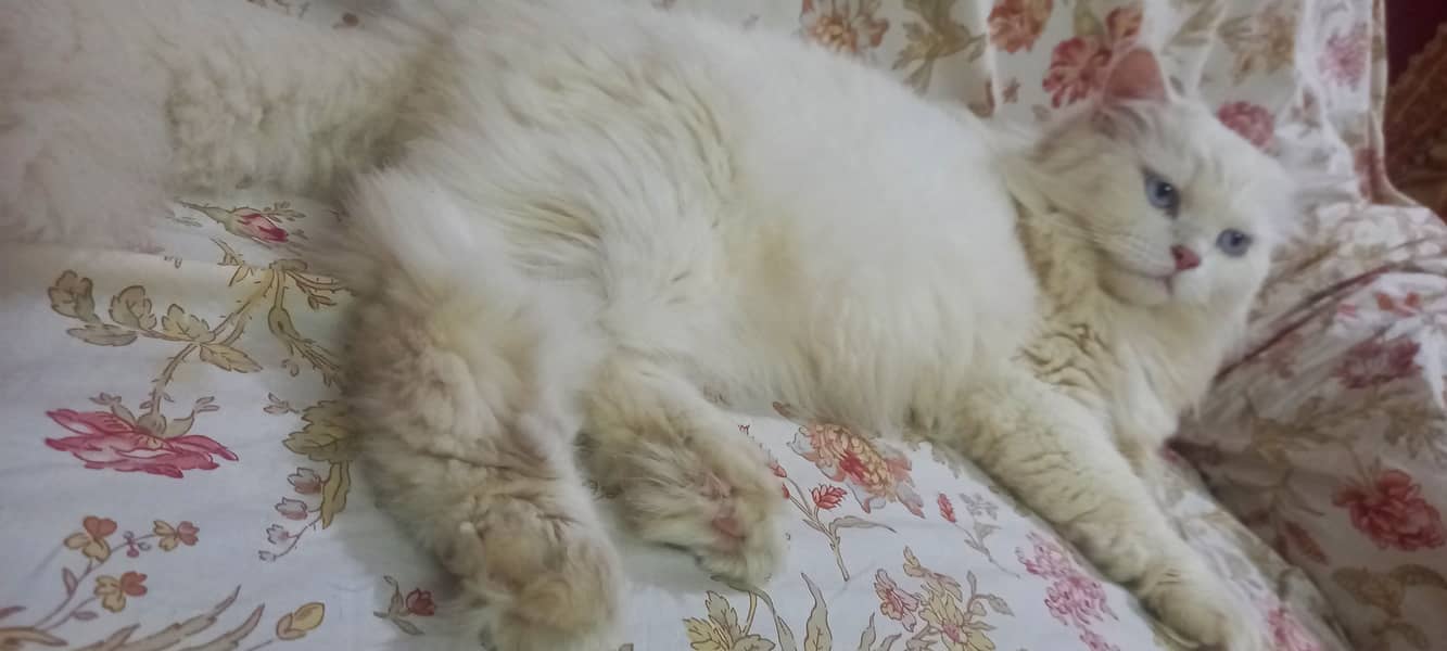 Persian cat 1