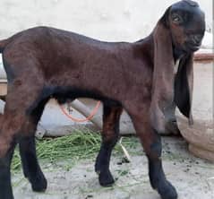 pure beetal male goats sale