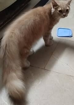 9 Months old Male Persian Cat.