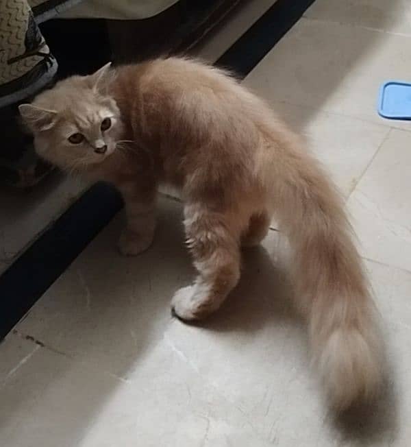 9 Months old Male Persian Cat. 1