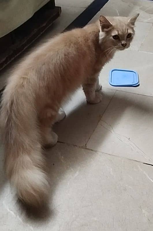 9 Months old Male Persian Cat. 2