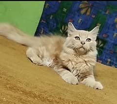 9 Months old Male Persian Cat.