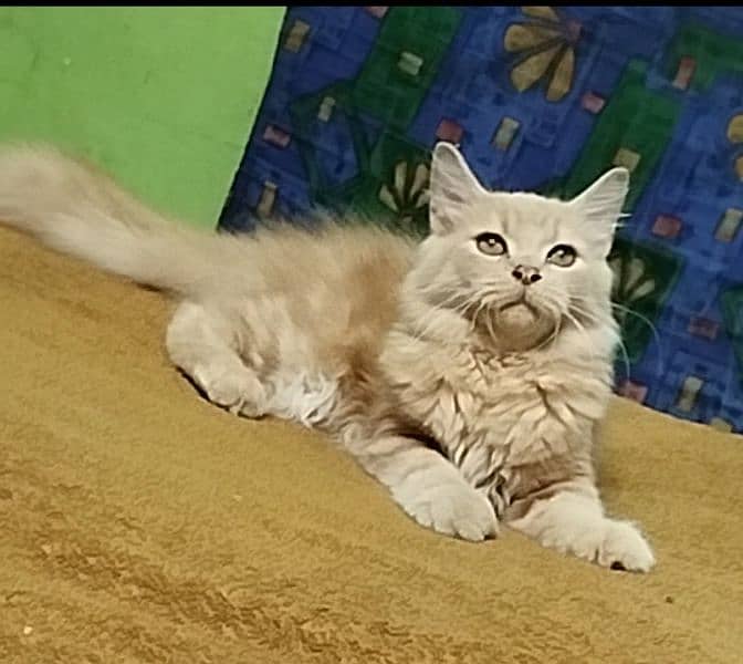 9 Months old Male Persian Cat. 3