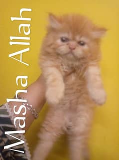 Pure Persian Extreme Punch Face Peki/Peke Bloodline Female Kitten/Cat