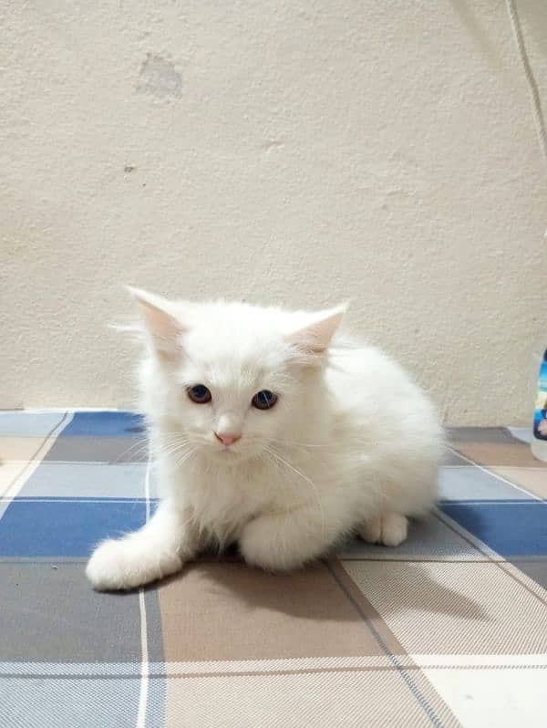 Fluffy Persian kittens for sale! 1