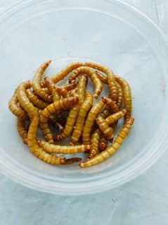 mealworm