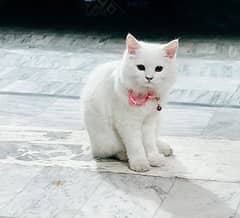 Persian kitten (4 months)