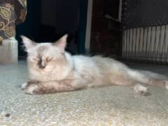 Himalayan cat